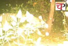 Tiger Reserve छत्‍तीसगढ़ फिर दिखा बाघ: ट्रैप कैमरे में कैद हुई तस्‍वीर, वन विभाग ने लोगों को किया अलर्ट