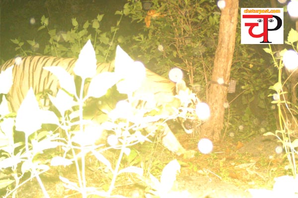Tiger Reserve छत्तीसगढ़ फिर दिखा बाघ: ट्रैप कैमरे में कैद हुई तस्वीर, वन विभाग ने लोगों को किया अलर्ट