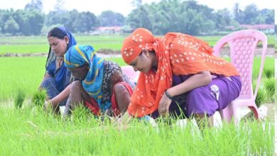 Laxmi Rajwada खेत में कुर्सी लगाकर थरहा उखाड़ते फोटो शेयर कर ट्रोल हुई महिला मंत्री: आप भी देखिए तस्‍वीरें