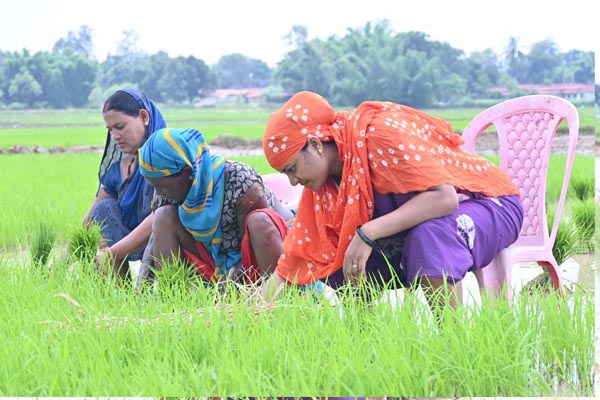 Laxmi Rajwada खेत में कुर्सी लगाकर थरहा उखाड़ते फोटो शेयर कर ट्रोल हुई महिला मंत्री: आप भी देखिए तस्‍वीरें