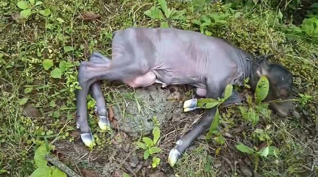 Bison छत्तीेसगढ़ में करंट लगने से गर्भवती बाइसन की मौत, वनरक्षक निलंबित: शिकारियों ने बिछाया था बिजली का तार