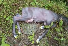 Bison छत्तीेसगढ़ में करंट लगने से गर्भवती बाइसन की मौत, वनरक्षक निलंबित: शिकारियों ने बिछाया था बिजली का तार