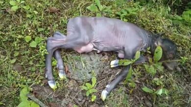 Bison छत्तीेसगढ़ में करंट लगने से गर्भवती बाइसन की मौत, वनरक्षक निलंबित: शिकारियों ने बिछाया था बिजली का तार