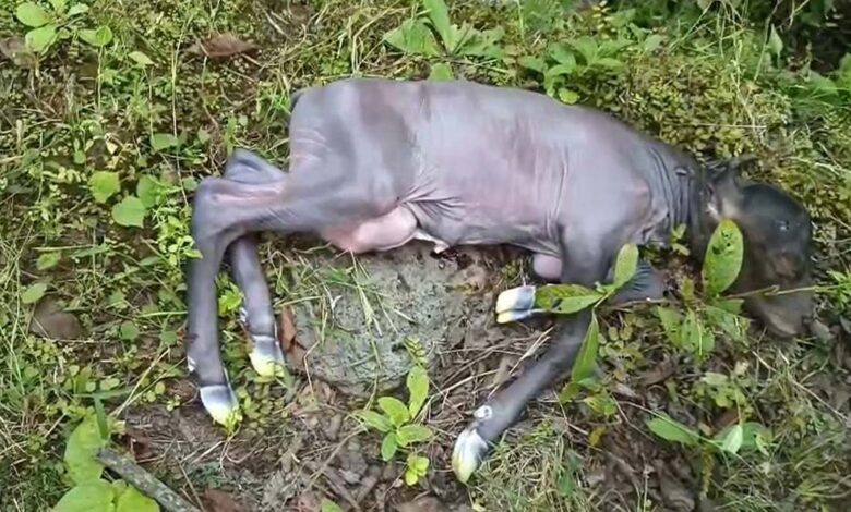 Bison छत्तीेसगढ़ में करंट लगने से गर्भवती बाइसन की मौत, वनरक्षक निलंबित: शिकारियों ने बिछाया था बिजली का तार