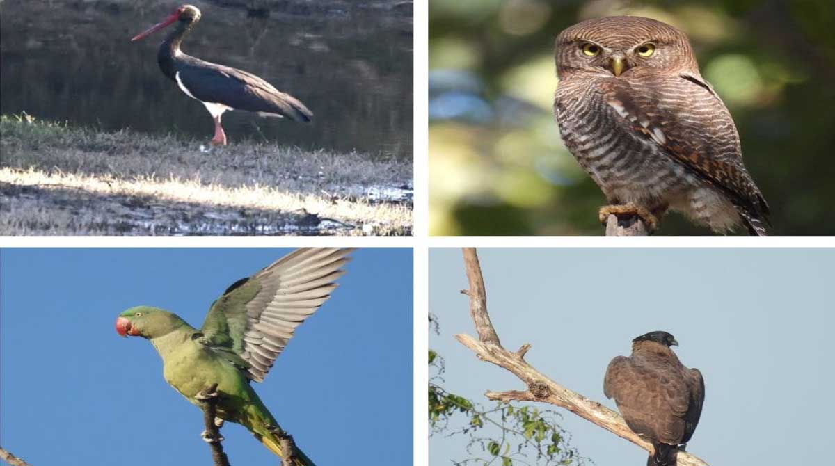 Bird Survey 2026 बारनावापारा अभयारण्य में जुटे 11 राज्यों के एक्सपर्ट, दर्ज किया 200 से ज्यादा