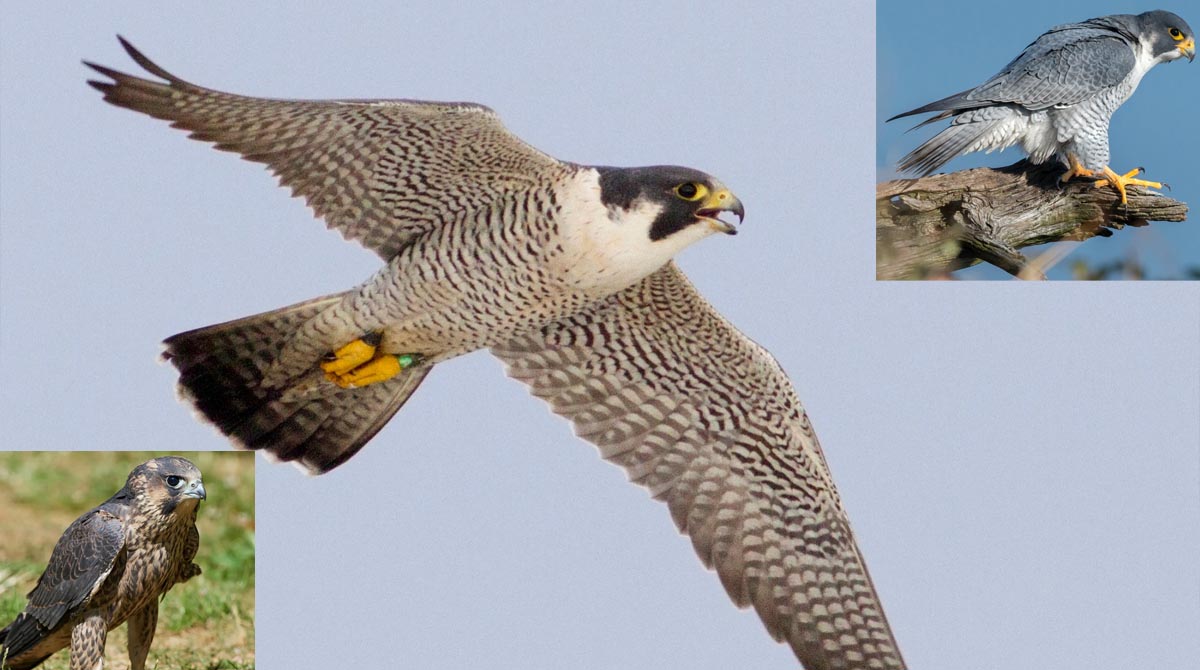 Peregrine Falcon उदंती-सीतानदी में दिखा आसमान का चीता: 320 किलोमीटर प्रतिघंटा की रफ्तार से भरता है उड़ान