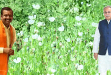 Afim Ki Kheti छत्‍तीसगढ़ की राजनीति में अफीम: BJP नेता की अफीम की खेती देखने पहुंचे Ex CM भूपेश, देखिए फोटो वीडियो  