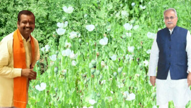 Afim Ki Kheti छत्‍तीसगढ़ की राजनीति में अफीम: BJP नेता की अफीम की खेती देखने पहुंचे Ex CM भूपेश, देखिए फोटो वीडियो  