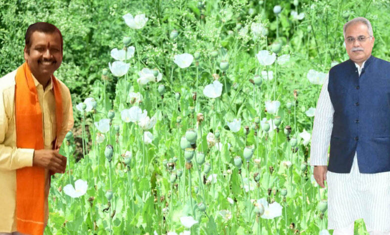 Afim Ki Kheti छत्‍तीसगढ़ की राजनीति में अफीम: BJP नेता की अफीम की खेती देखने पहुंचे Ex CM भूपेश, देखिए फोटो वीडियो  