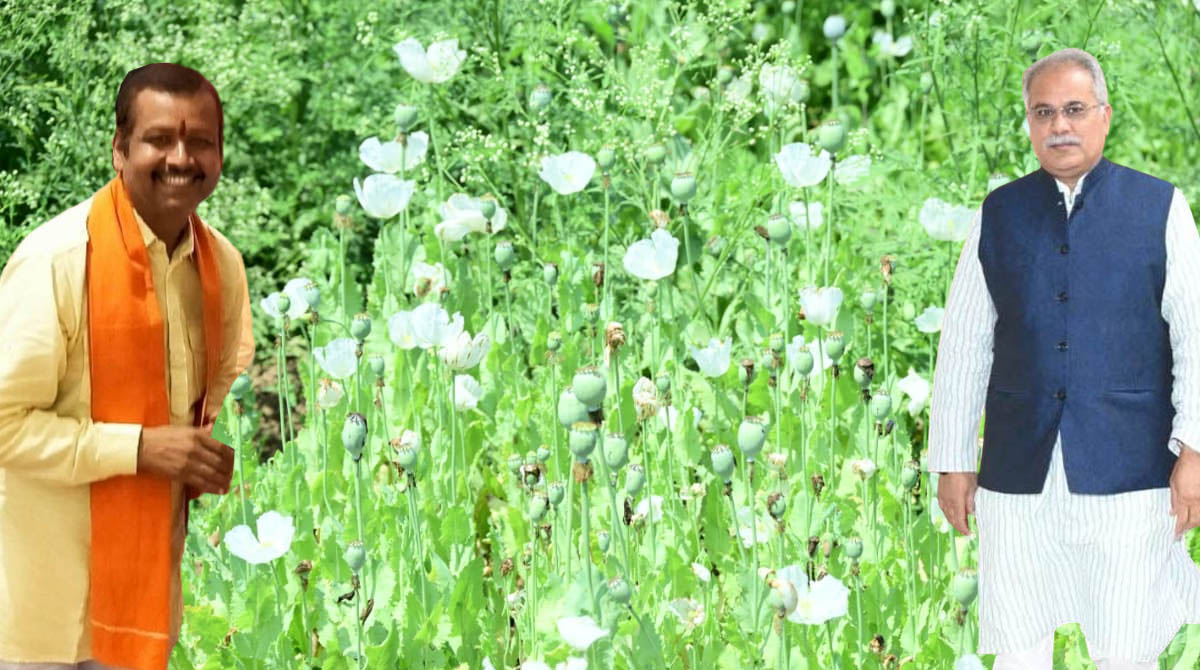 Afim Ki Kheti छत्‍तीसगढ़ की राजनीति में अफीम: BJP नेता की अफीम की खेती देखने पहुंचे Ex CM भूपेश, देखिए फोटो वीडियो  