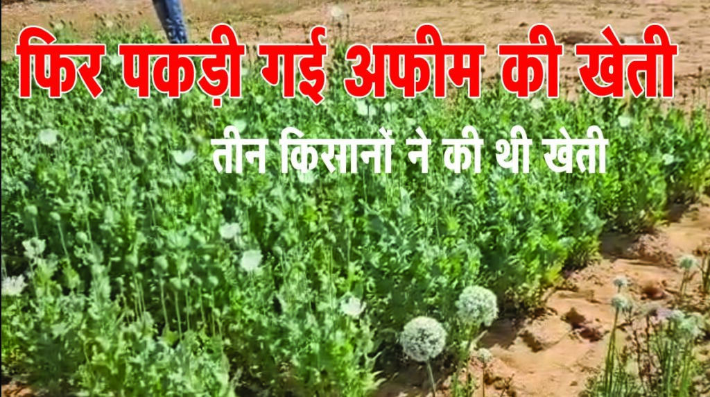 Chhattisgarh Afim ki Kheti