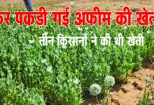 Chhattisgarh Afim ki Kheti