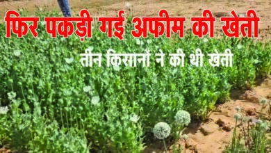 Chhattisgarh Afim ki Kheti