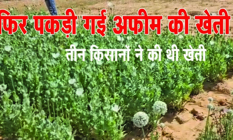 Chhattisgarh Afim ki Kheti