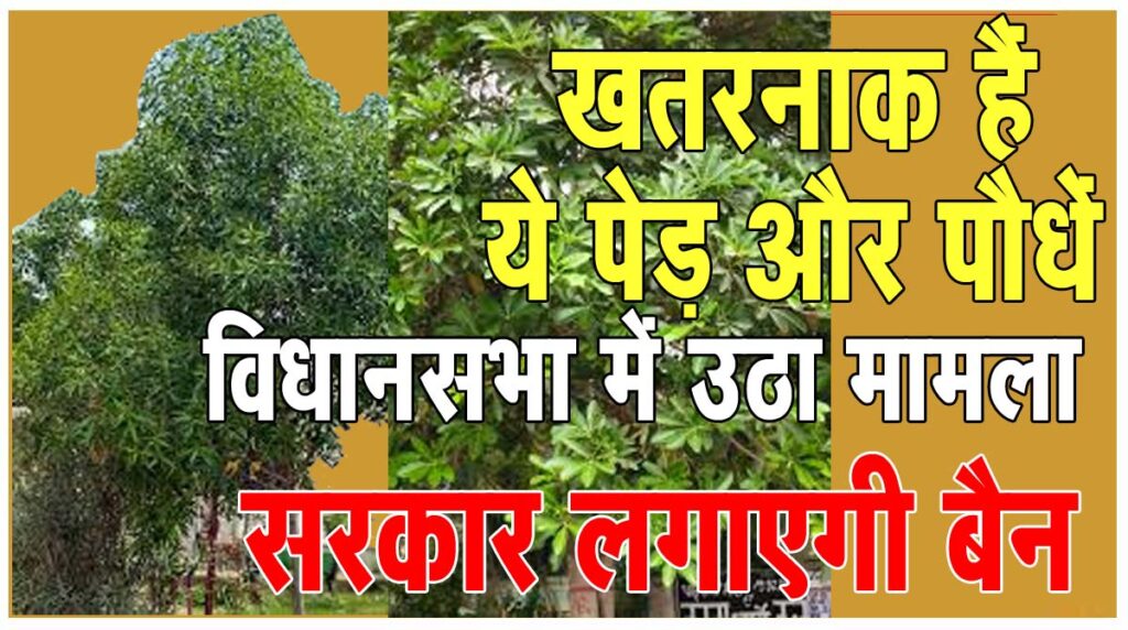 Big News खतरनाक है शहरों लगे ये पेड़-पौधे: सदन में उठी काटने की मांग, मंत्री बोले- शीघ्र कार्यवाही करेगें