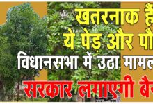 Big News खतरनाक है शहरों लगे ये पेड़-पौधे: सदन में उठी काटने की मांग, मंत्री बोले- शीघ्र कार्यवाही करेगें