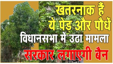 Big News खतरनाक है शहरों लगे ये पेड़-पौधे: सदन में उठी काटने की मांग, मंत्री बोले- शीघ्र कार्यवाही करेगें