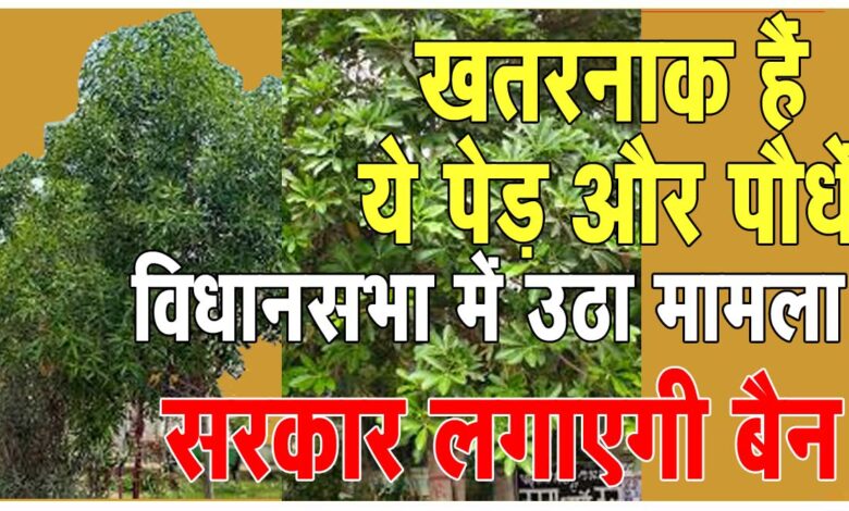 Big News खतरनाक है शहरों लगे ये पेड़-पौधे: सदन में उठी काटने की मांग, मंत्री बोले- शीघ्र कार्यवाही करेगें