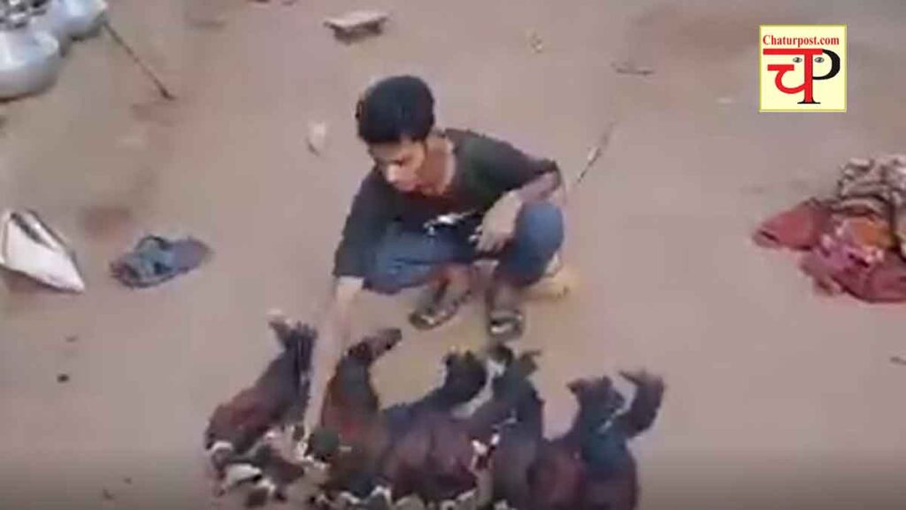 Indian Giant Squirrel