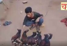 Indian Giant Squirrel