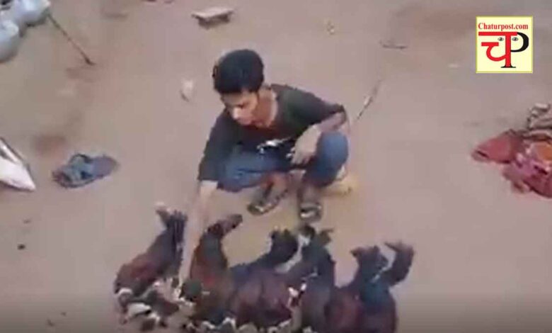 Indian Giant Squirrel