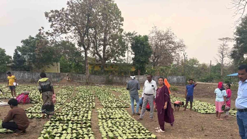 Tendu Patta Rate Chhattisgarh