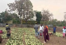 Tendu Patta Rate Chhattisgarh