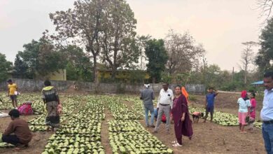 Tendu Patta Rate Chhattisgarh