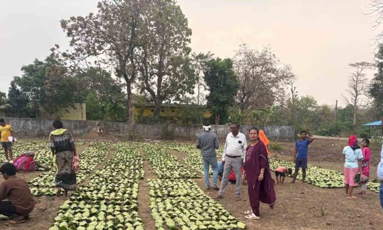 Tendu Patta Rate Chhattisgarh