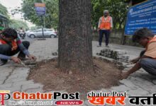 Tree Protection Order